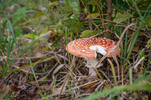 Fly agaric mushroom in the grass