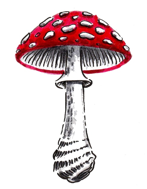 fly-agaric mushroom. ink and watercolor drawing
