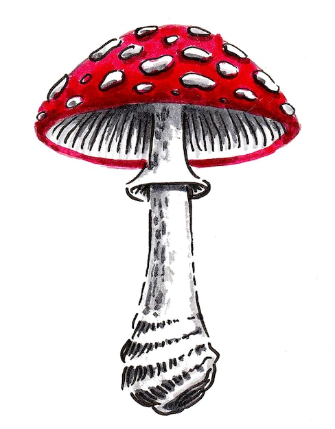 Fly-agaric mushroom. Ink and watercolor drawing