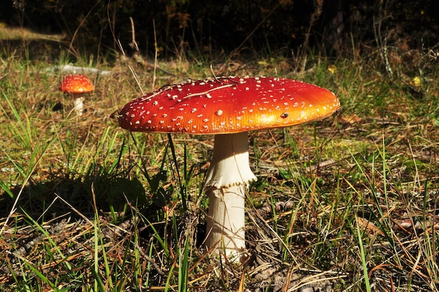 푸른 잔디 사이의 개간에서 버섯을 청소하는 숲에서 빨간 모자와 함께 비행 agaric 버섯