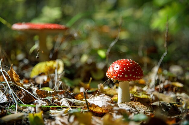 Fly agaric mushrooms in forest.