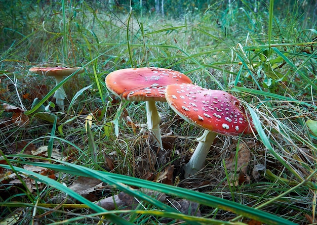 풀밭에서 자라는 비행 agaric 버섯