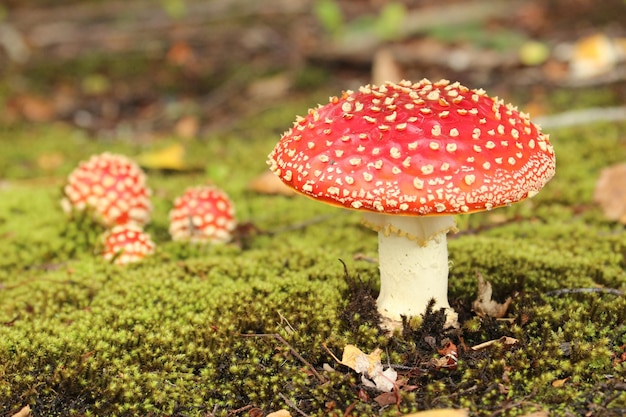 Foto agarico di mosca della nuova zelanda