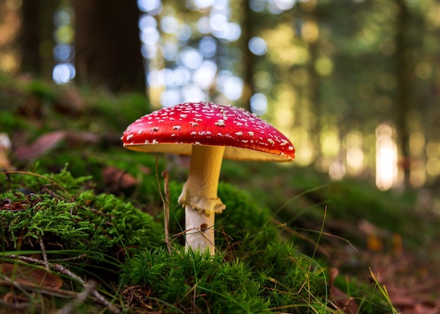 fly agaric red in the forest among greenery