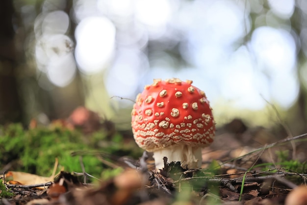 fly agaric red mushroom toxic poison dangerous hallucinogenic