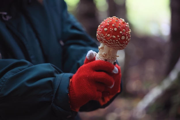 fly agaric red mushroom toxic poison dangerous hallucinogenic