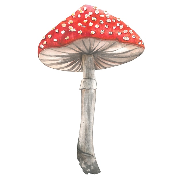 Photo fly agaric watercolor illustration isolated on white background made by hand