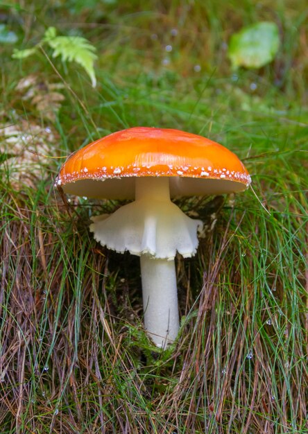 fly agaric