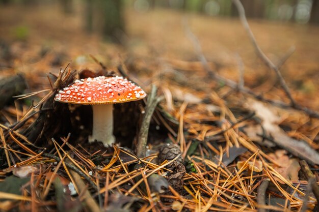 Fly agaric