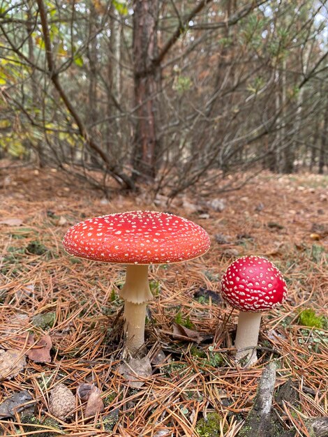 숲에서 자라는 밝은 빨간 모자와 비행 agarics