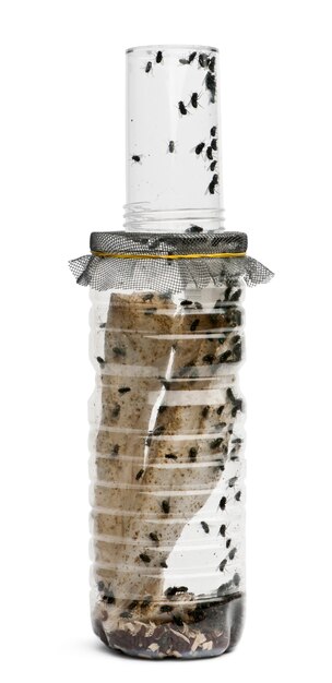 Fly breeding bottle