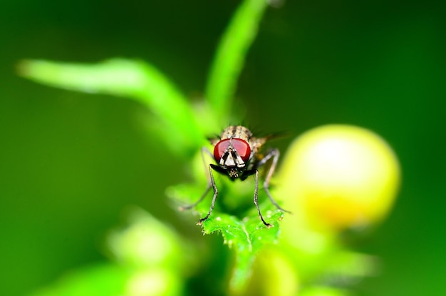 Fly camera