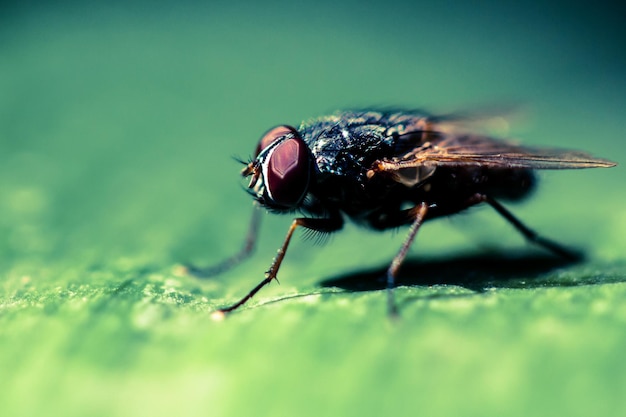 Photo fly close up macro photography animals bugs