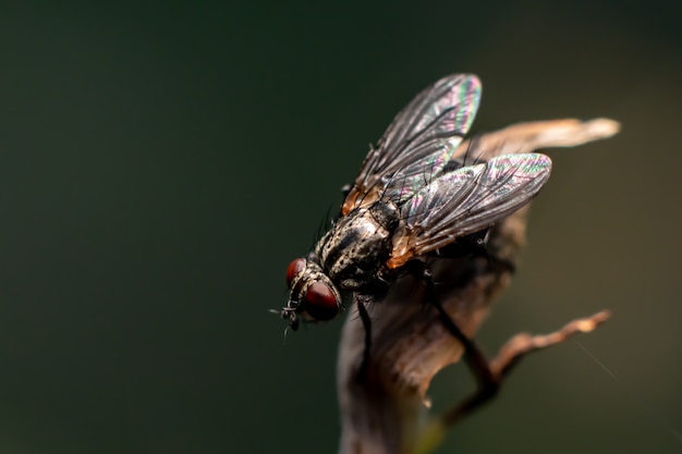 Fly close up