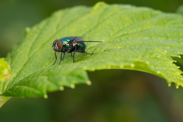 Fly closeup on a green leaf