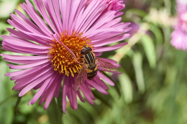 The fly collects nectar and pollen from the flowers