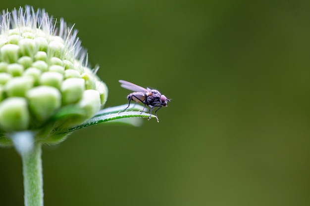 Fly detail on a flower leaf with green blurred background