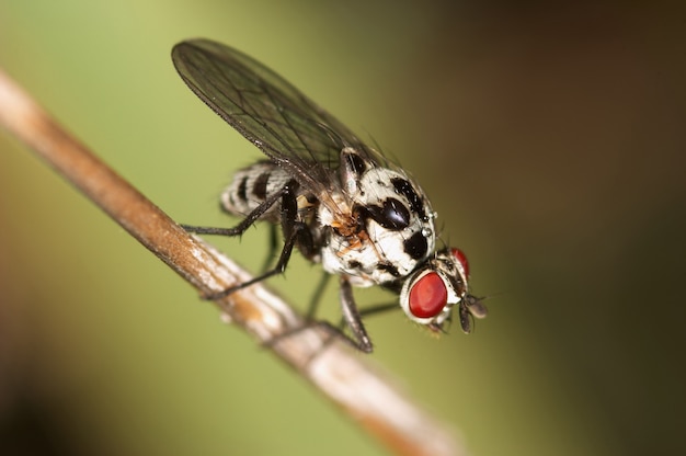 Fly - dipterous 