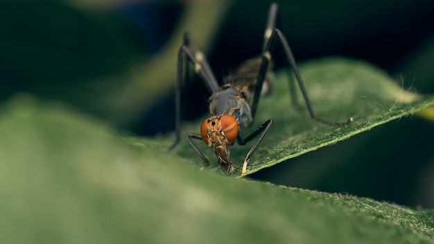 Fly drinking water on a green leaf