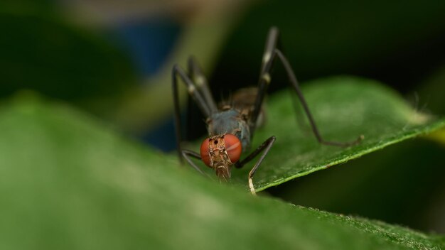 Fly drinking water on a green leaf