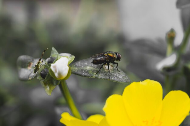 花に飛ぶ