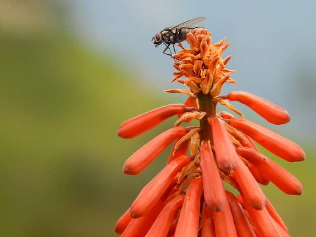 Fly on flower