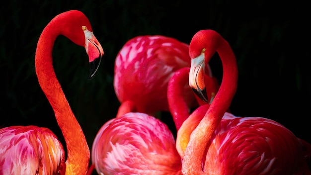 写真 自由に飛ぶ鳥