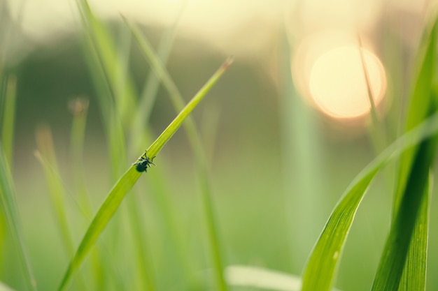 日没で草の上を飛ぶ