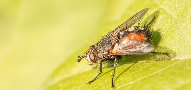 Fly on a green leaf, close-up selective focus.