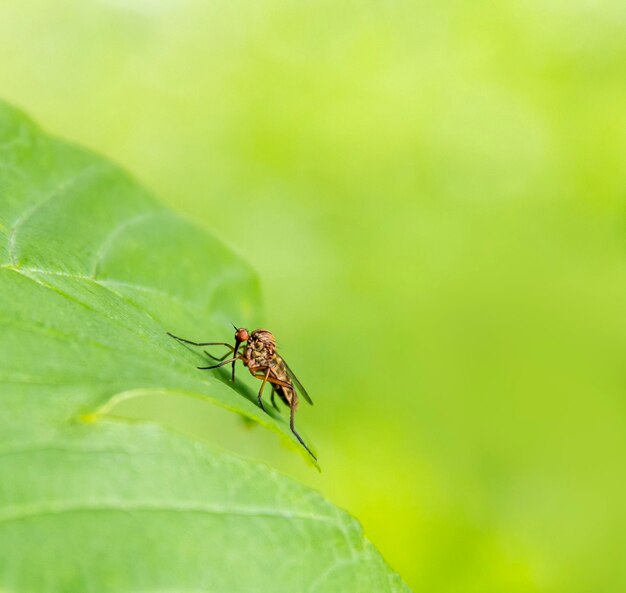 fly on green leaf