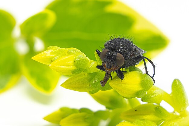 Fly on green leaves