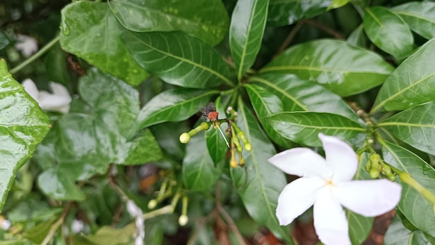 a fly on green leaves