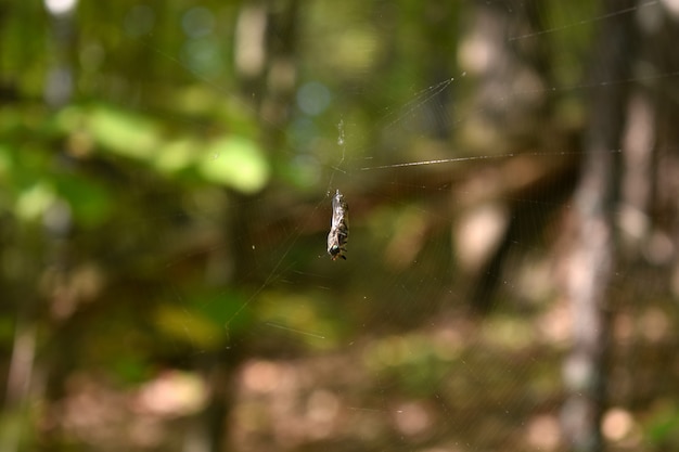 Fly hangs in the web in the woods