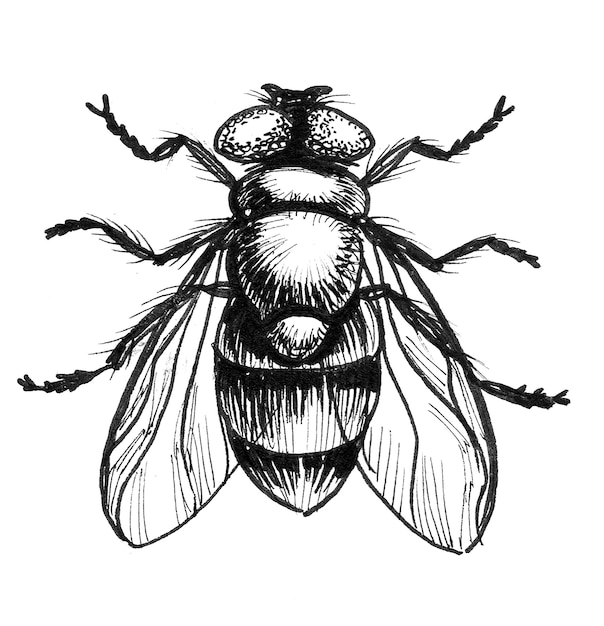 Fly insect. Ink black and white drawing