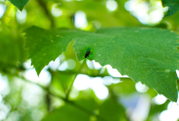 ハエは緑の葉に座っています 夏の昆虫