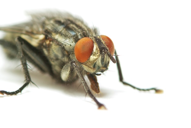 Fly isolated on a white background