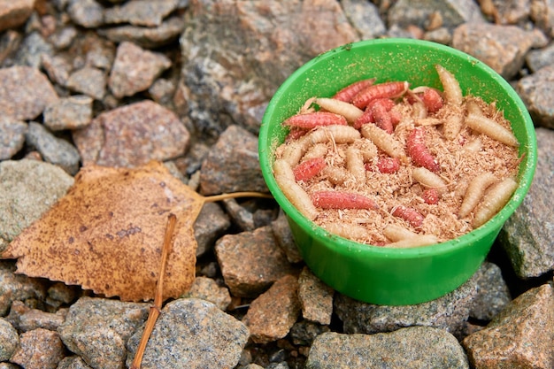 Fly larvae for a fisherman in a bank on the rocks by the river White and red worms in the jar Food for fish and river animals Fishing background