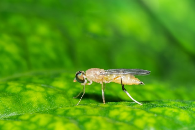 Photo fly on the leaf