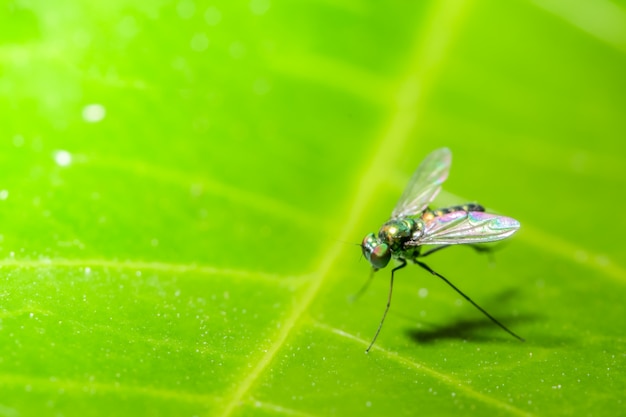 Fly on the leaf