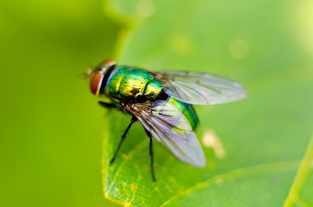 Fly on a leaf