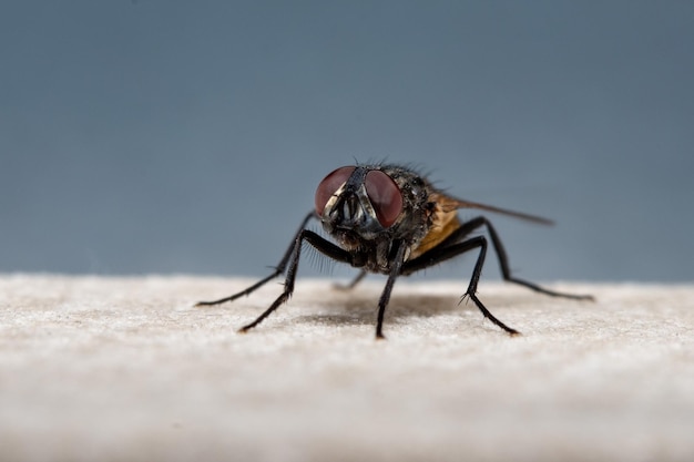 Fly macro close up portrait