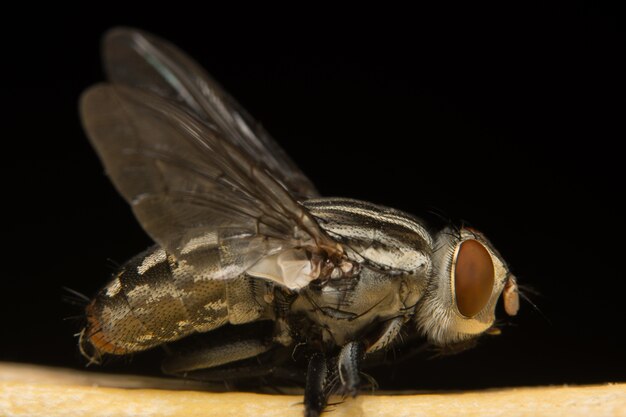 Fly macro focus on eye