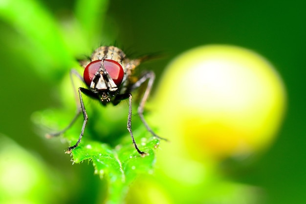 Fly macro view