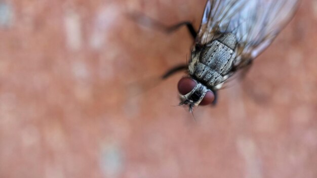 Foto vista macro del volo