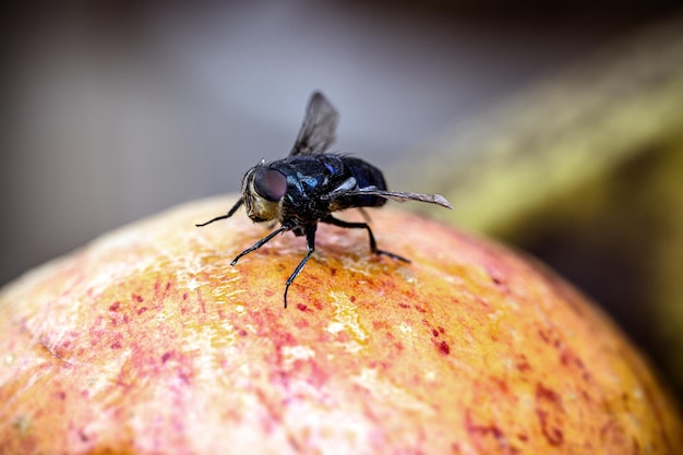 Fly on old fruit, apple spoiled with flies in the kitchen