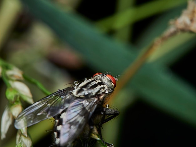 写真 葉の上に飛ぶ