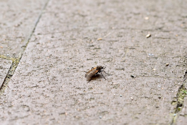 A fly on a paving stone close up