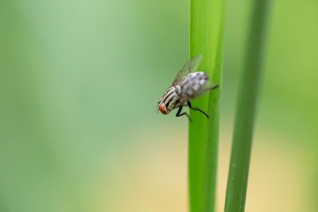 A fly perched on a green leaf with a green backdrop Macro photography technics