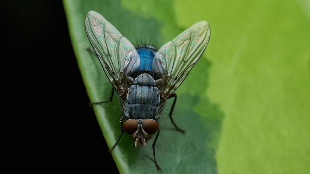 A fly perched on a green leaf