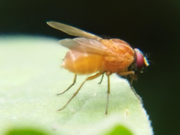 A fly perched on a leaf on a blurred background Animal macro photo